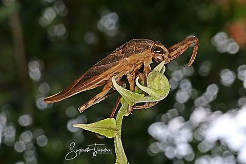 Giant Water Bug  Geotagged,Indonesia,Spring