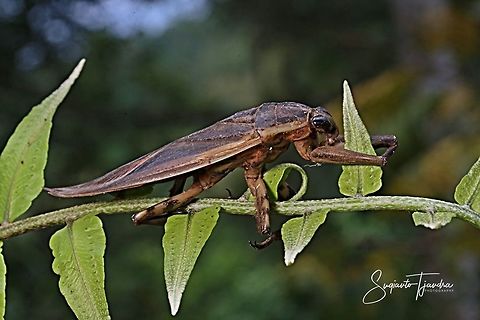 Giant Water Bug, Lethocerus americanus (???)  Geotagged,Indonesia,Lethocerus americanus,Spring