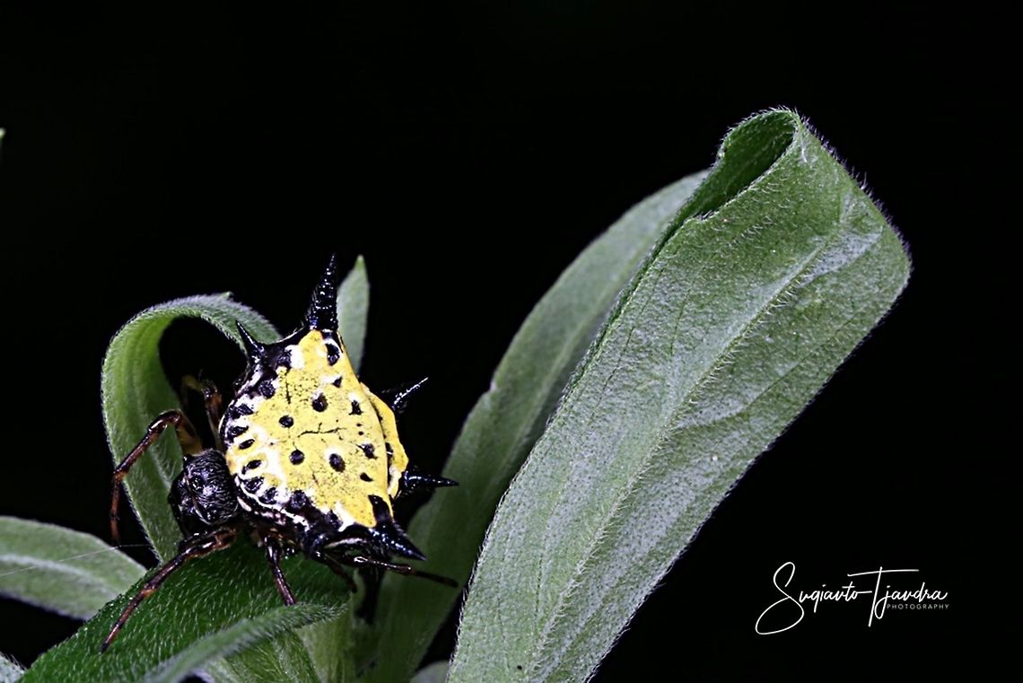 Hasselt's spiny spider, Gasteracantha hasselti, Araneidae Sp  Gasteracantha hasselti,Geotagged,Hasselt's spiny spider,Indonesia,Spring