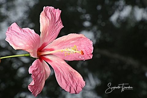 Hibiscus flower  Geotagged,Indonesia,Spring
