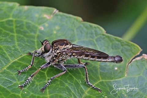 Black Robber fly  Geotagged,Indonesia,Spring