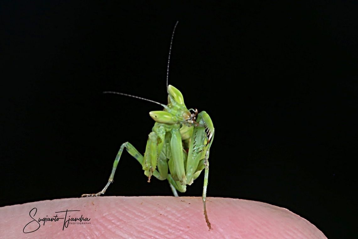 Green mini Flower mantis, Creobroter pictipennis  Creobroter pictipennis,Geotagged,Indonesia,Spring