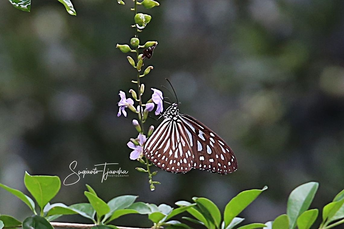 Ideopsis vulgaris, the blue glassy tiger  Blue Glassy Tiger,Geotagged,Ideopsis vulgaris,Indonesia,Spring