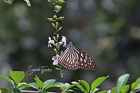 Ideopsis vulgaris, the blue glassy tiger  Blue Glassy Tiger,Geotagged,Ideopsis vulgaris,Indonesia,Spring