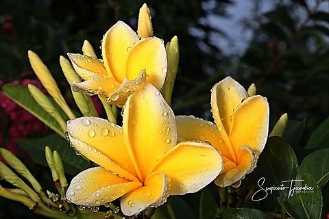 Plumeria alba, Plumeria Sp., Apocynaceae  Geotagged,Indonesia,Plumeria alba,Spring,plumeria alba