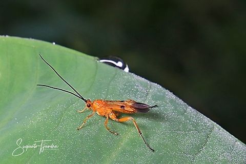 Braconidae wasp  Geotagged,Indonesia,Spring