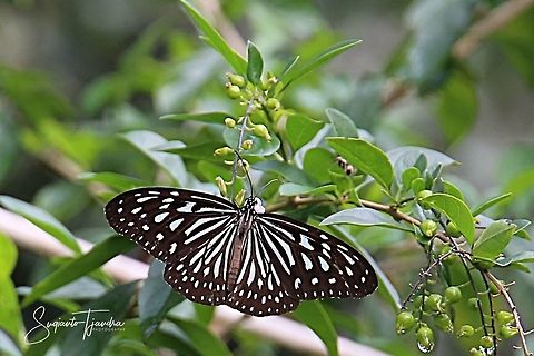 Ideopsis vulgaris, the blue glassy tiger  Blue Glassy Tiger,Geotagged,Ideopsis vulgaris,Indonesia,Spring