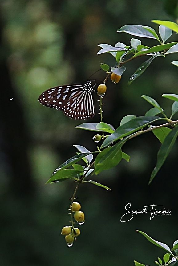 Ideopsis vulgaris, the blue glassy tiger  Blue Glassy Tiger,Geotagged,Ideopsis vulgaris,Indonesia,Spring