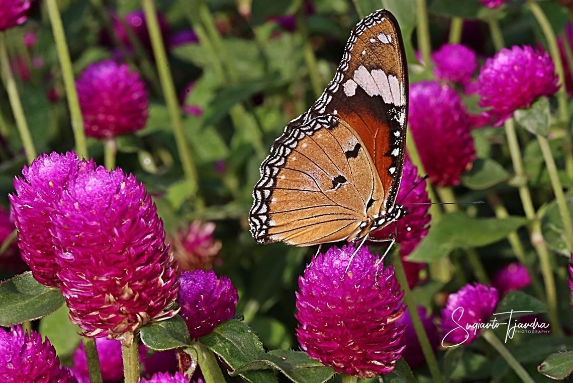 Danaid Eggfly, Hypolimnas misippus, female - underside  Danaid eggfly,Geotagged,Hypolimnas misippus,Indonesia,Spring