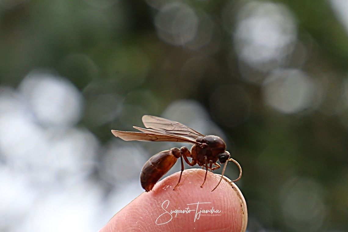 Ant fly  Geotagged,Indonesia,Spring