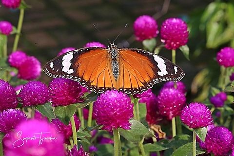 Danaid Eggfly, Hypolimnas misippus, female - upperside  Danaid eggfly,Geotagged,Hypolimnas misippus,Indonesia,Spring