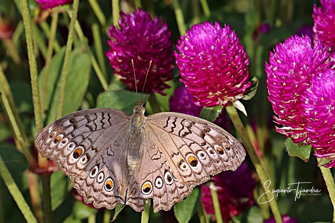 Grey Pansy, Junonia atlites - upper side  Geotagged,Gray pansy,Indonesia,Junonia atlites,Spring