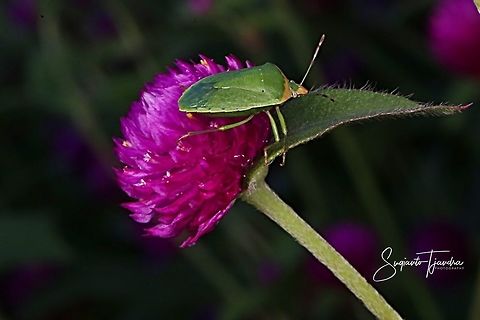 Southern Green Stink Bug, Nezara viridula  Geotagged,Indonesia,Nezara viridula,Southern green stink bug,Spring
