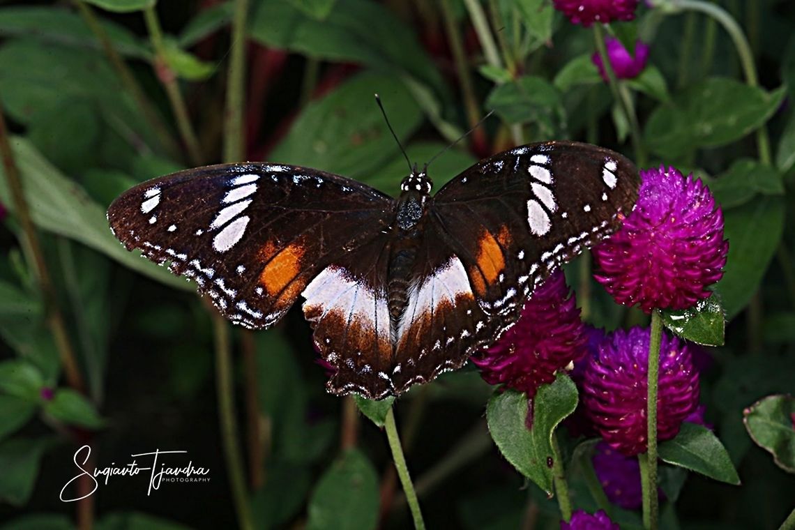 Hypolimnas bolina bolina f nerina - female upperside  Geotagged,Great eggflys,Hypolimnas bolina,Indonesia,Spring