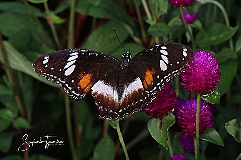 Hypolimnas bolina bolina f nerina - female upperside  Geotagged,Great eggflys,Hypolimnas bolina,Indonesia,Spring