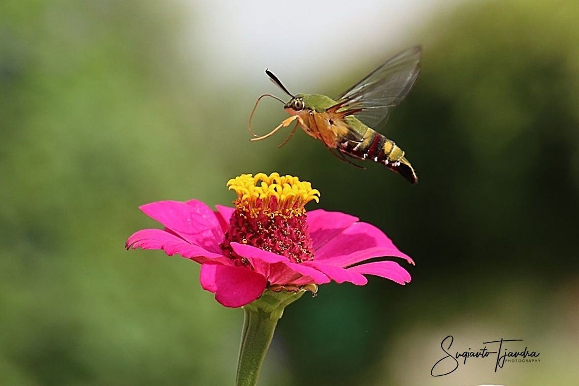 Coffee bee hawkmoth (Pellucid hawk moth)-Cephonodes hylas  Cephonodes hylas,Coffee bee hawkmoth,Geotagged,Hummingbird hawk-moth,Indonesia,Spring