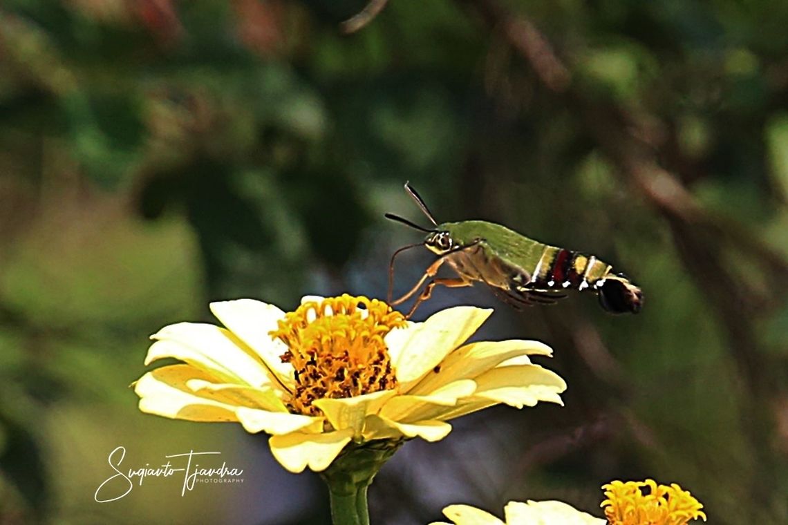 Coffee bee hawkmoth (Pellucid hawk moth)-Cephonodes hylas  Cephonodes hylas,Coffee bee hawkmoth,Geotagged,Indonesia,Spring