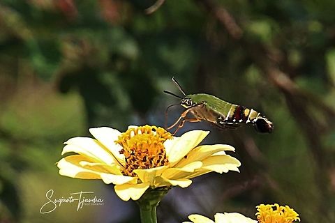 Coffee bee hawkmoth (Pellucid hawk moth)-Cephonodes hylas  Cephonodes hylas,Coffee bee hawkmoth,Geotagged,Indonesia,Spring