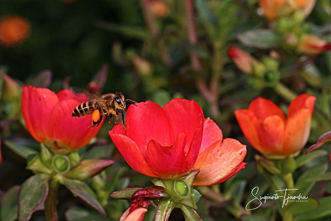 Honey Bee  Geotagged,Indonesia,Spring