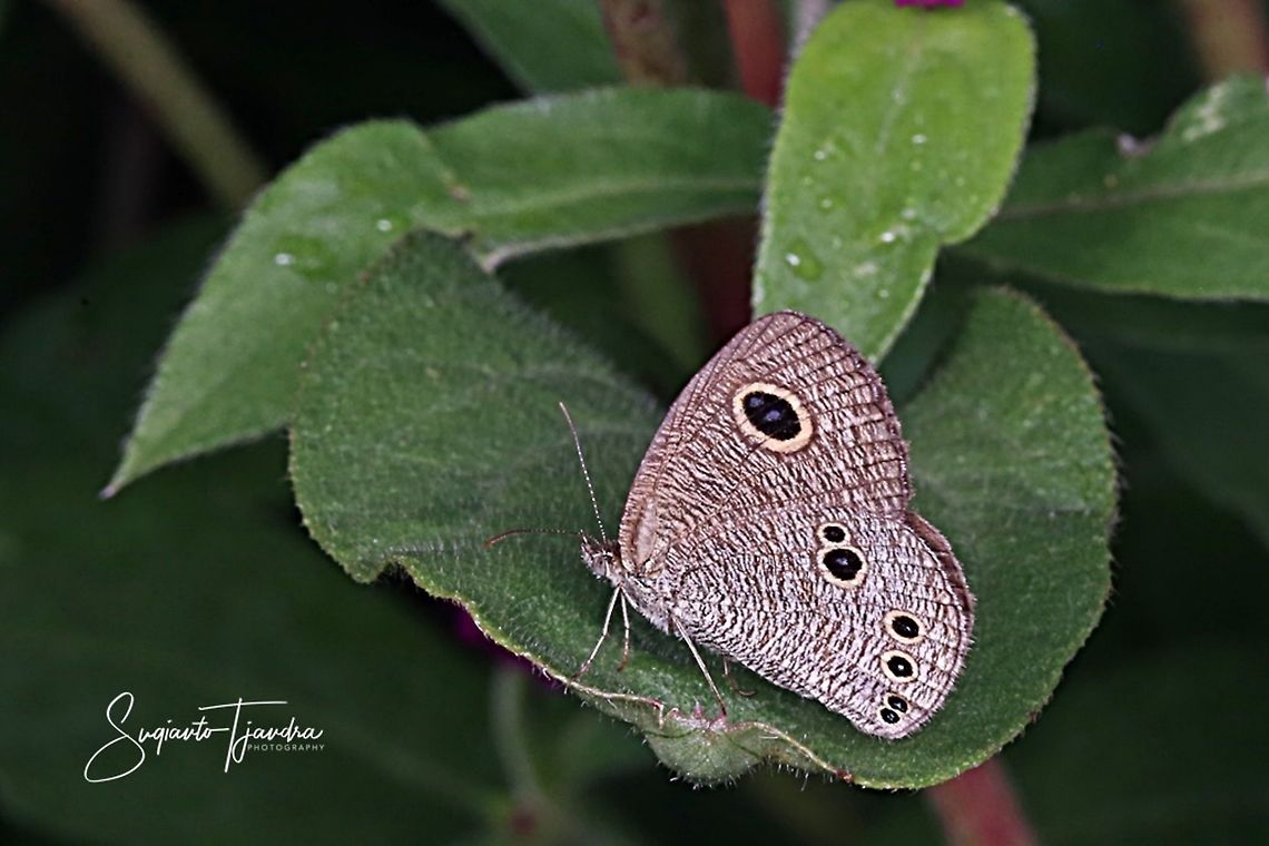 Common Five Ring Butterfly - Ypthima baldus  Common Fivering,Geotagged,Indonesia,Spring,Ypthima baldus