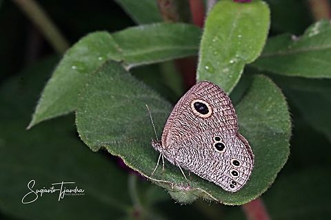 Common Five Ring Butterfly - Ypthima baldus  Common Fivering,Geotagged,Indonesia,Spring,Ypthima baldus