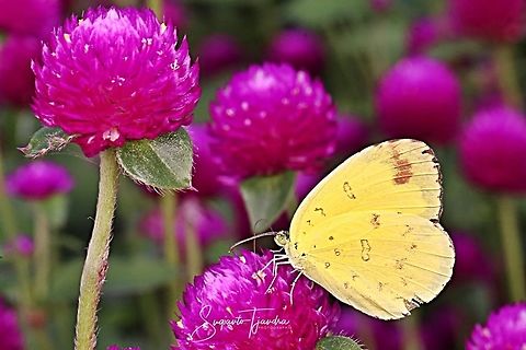 Three-spot grass yellow, Eurema blanda  Eurema blanda,Geotagged,Indonesia,Spring,Three-spot grass yellow