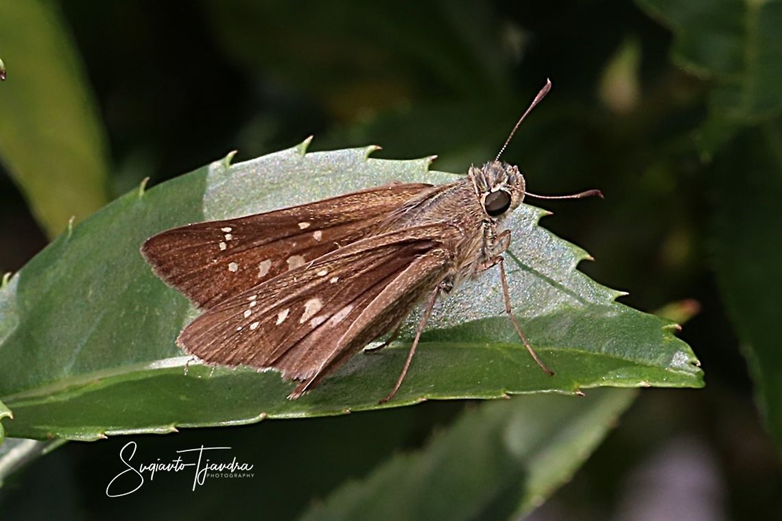 Skipper Butterfly  Geotagged,Indonesia,Spring