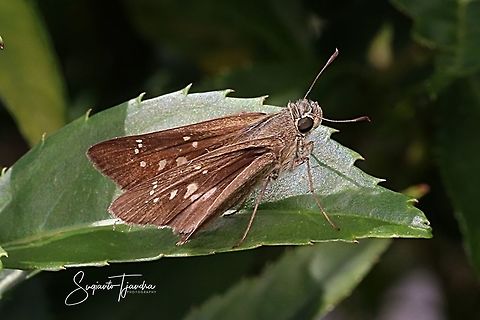 Skipper Butterfly  Geotagged,Indonesia,Spring