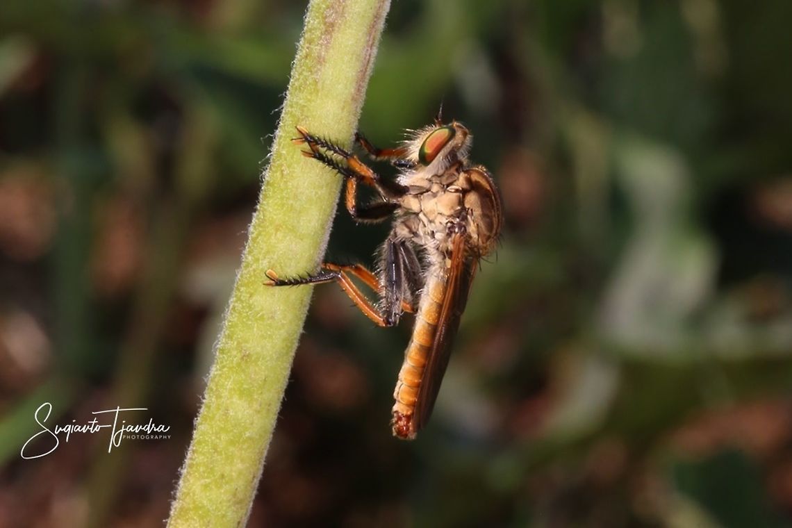 Robber fly  Geotagged,Indonesia,Spring