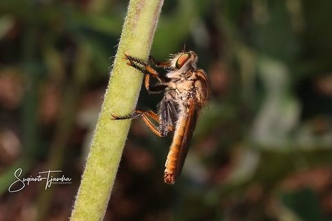 Robber fly  Geotagged,Indonesia,Spring