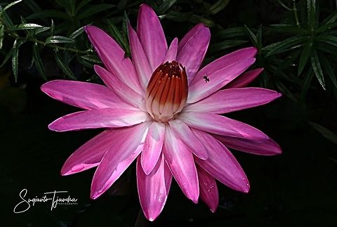 Water Lily, Nymphaeaceae  Geotagged,Indonesia,Spring