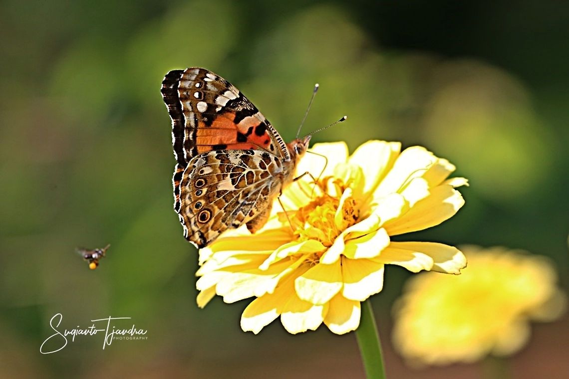 The Painted Lady, Vanessa cardui  Geotagged,Indonesia,Painted Lady,Spring,Vanessa cardui
