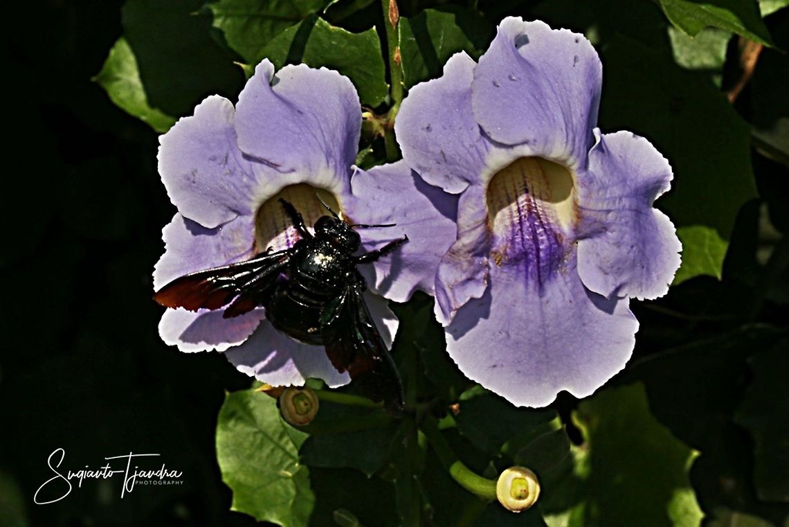 Black Carpenter Bee, Xylocopa sonorina  Geotagged,Indonesia,Sonoran carpenter bee,Spring,Xylocopa sonorina