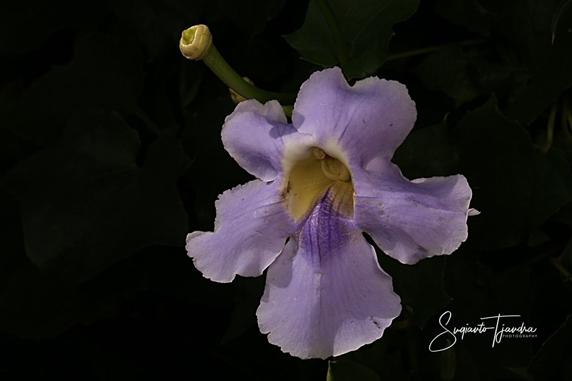 Thunbergia grandiflora, blue skyflower  Bengal clockvine,Geotagged,Indonesia,Spring,Thunbergia grandiflora