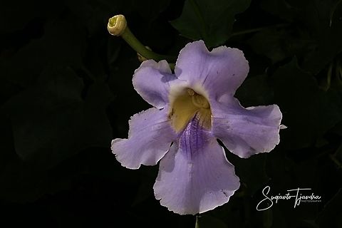 Thunbergia grandiflora, blue skyflower  Bengal clockvine,Geotagged,Indonesia,Spring,Thunbergia grandiflora
