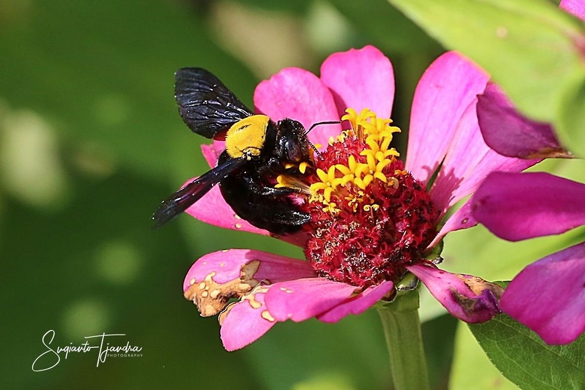 Black Gold Carpenter Bee Xylocopa confusa  Geotagged,Indonesia,Spring,Xylocopa confusa