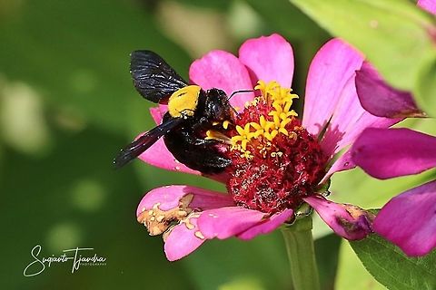 Black Gold Carpenter Bee Xylocopa confusa  Geotagged,Indonesia,Spring,Xylocopa confusa