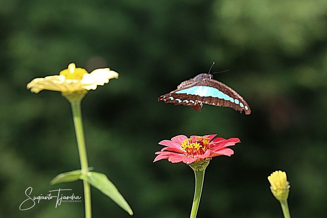 Common Bluebottle (Graphium sarpedon luctatius)  Common Bluebottle,Geotagged,Graphium sarpedon,Graphium sarpedon luctatius,Indonesia,Spring