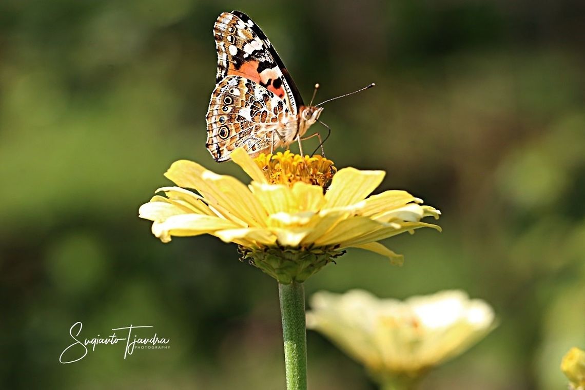 The Painted Lady, Vanessa cardui  Geotagged,Indonesia,Painted Lady,Spring,Vanessa cardui