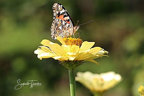 The Painted Lady, Vanessa cardui  Geotagged,Indonesia,Painted Lady,Spring,Vanessa cardui