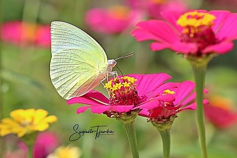 Catopsilia pomona pomona (Lemon Emigrant) butterfly  Catopsilia pomona,Catopsilia pomona pomona,Geotagged,Indonesia,Lemon Emigrant,Spring