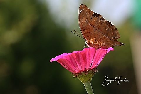 Autumn leaf butterfly, Doleschallia bisaltide  Autumn Leaf,Doleschallia bisaltide,Geotagged,Indonesia,Spring
