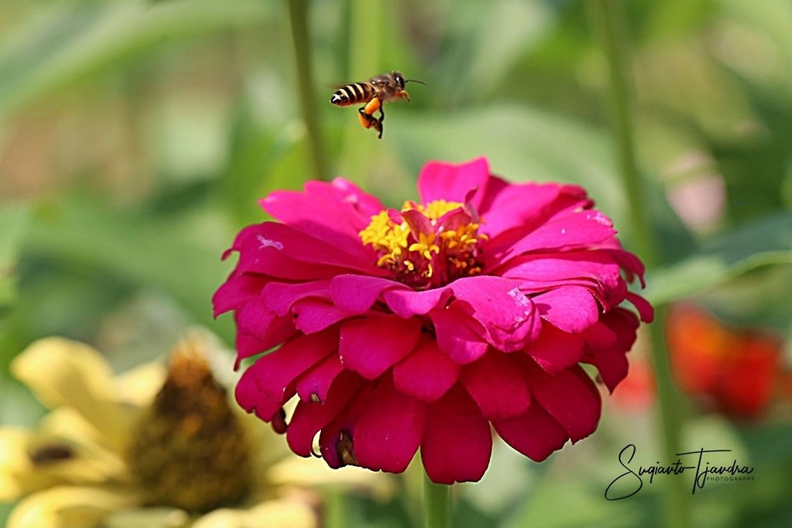 Honey Bee  Geotagged,Indonesia,Spring