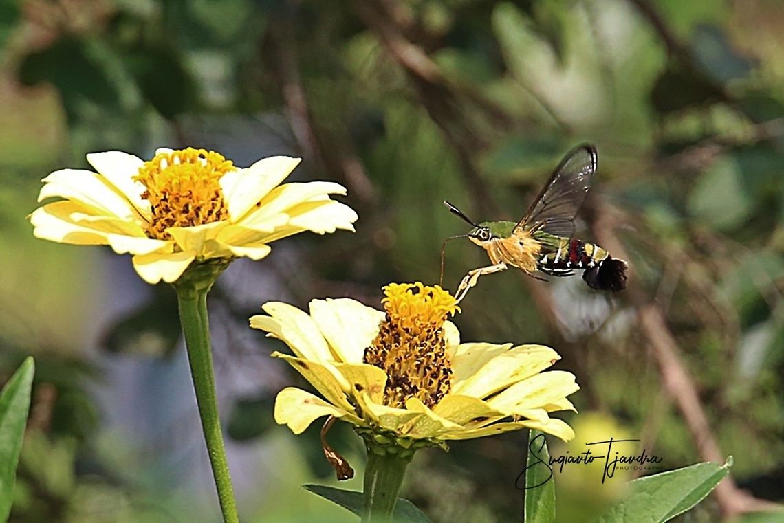 Coffee bee hawkmoth (Pellucid hawk moth)-Cephonodes hylas  Cephonodes hylas,Coffee bee hawkmoth,Geotagged,Indonesia,Spring