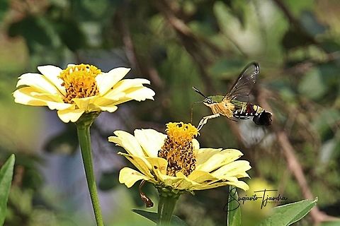 Coffee bee hawkmoth (Pellucid hawk moth)-Cephonodes hylas  Cephonodes hylas,Coffee bee hawkmoth,Geotagged,Indonesia,Spring