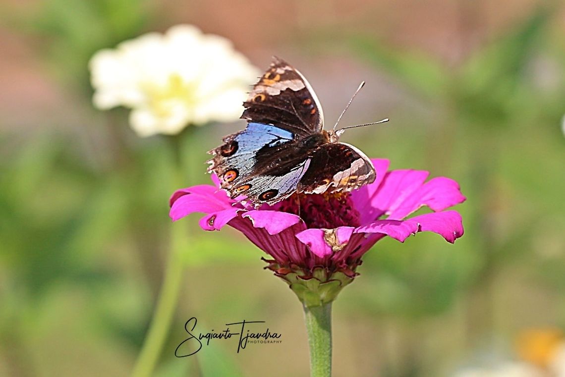 Blue pansy butterfly, Junonia orithya - male  Geotagged,Indonesia,Junonia orithya,Spring