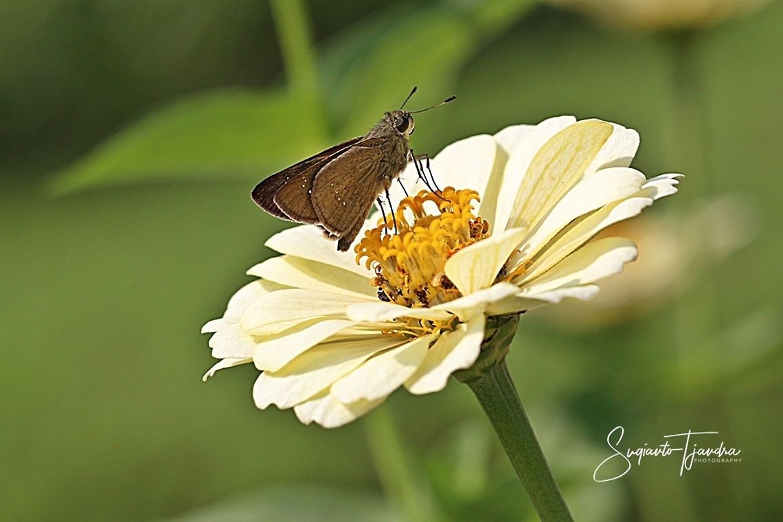 Skipper Butterfly  Geotagged,Indonesia,Spring
