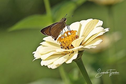Skipper Butterfly  Geotagged,Indonesia,Spring