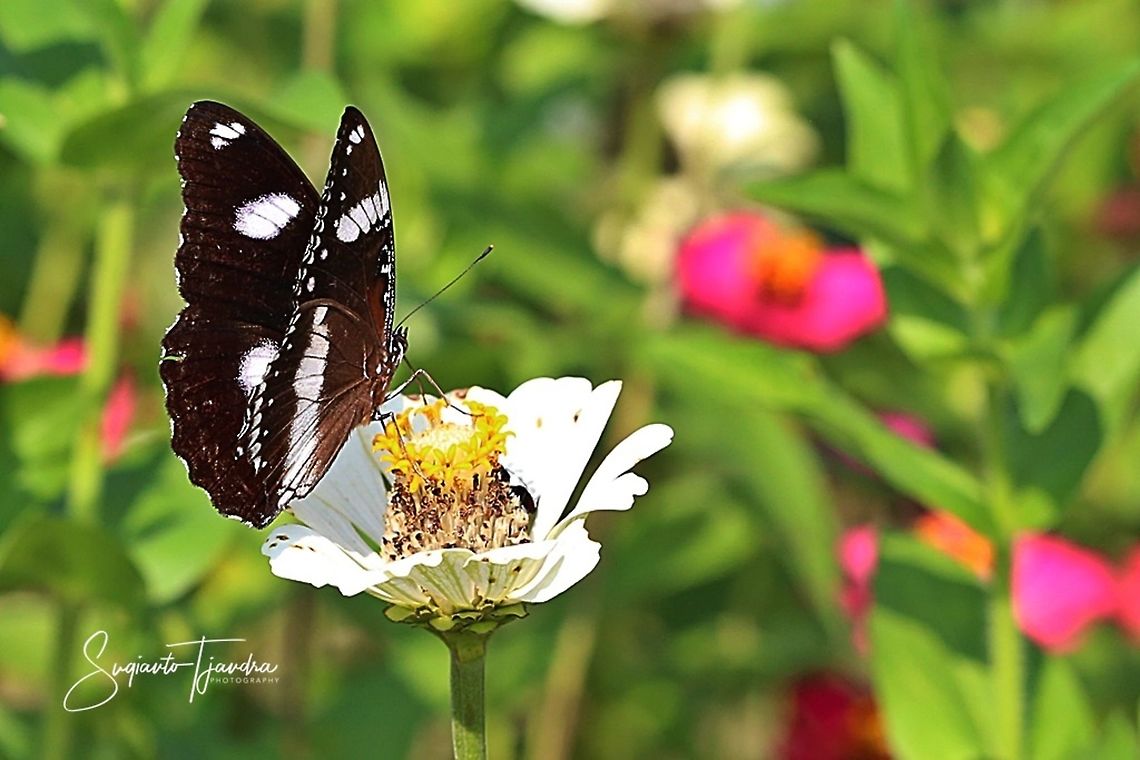The great eggfly, Hypolimnas bolina bolina f nerina - Male  Geotagged,Great eggflys,Hypolimnas bolina,Indonesia,Spring