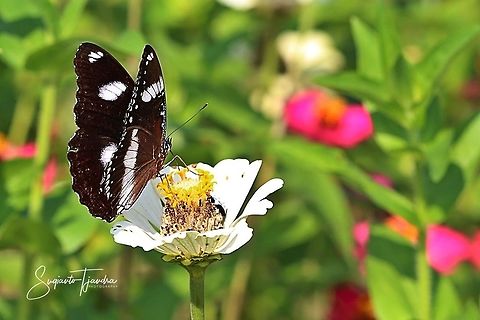 The great eggfly, Hypolimnas bolina bolina f nerina - Male  Geotagged,Great eggflys,Hypolimnas bolina,Indonesia,Spring